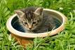 Katzen - 