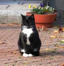 Katzen - 