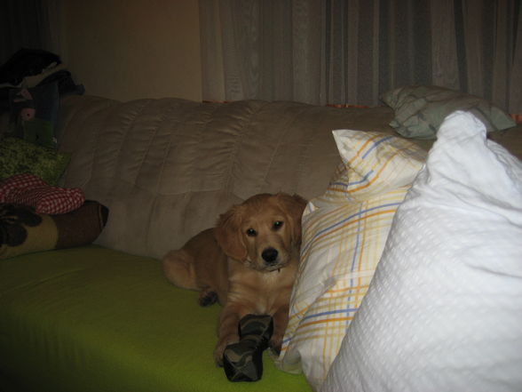 Da bongo mei neicha hund - 