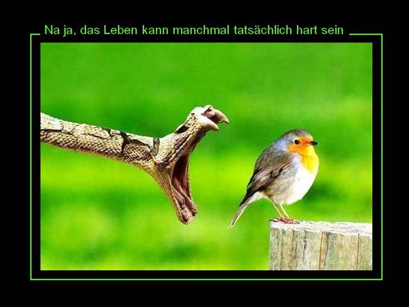 leben ist... - 