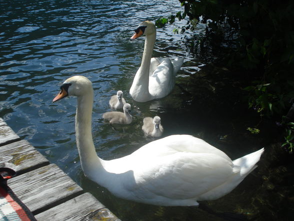 Feld am See 2008 / SA - MI - 