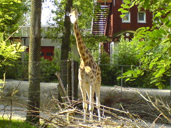 Hasenbabys und Zoo - 