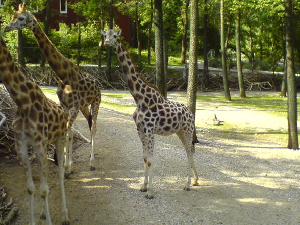 Hasenbabys und Zoo - 