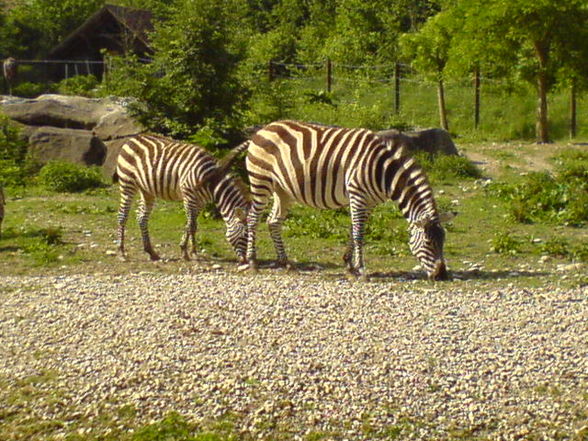 Hasenbabys und Zoo - 