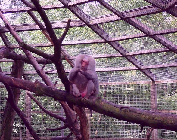 TieRpARk - 