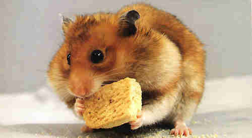 HAMSTER - 