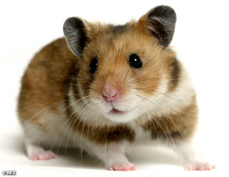 HAMSTER - 