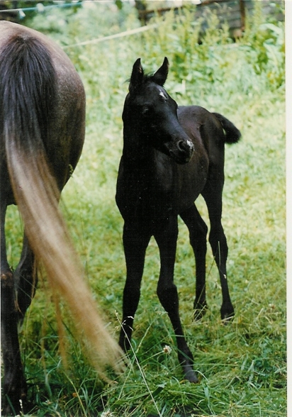 Mein Pferd Shetan - 