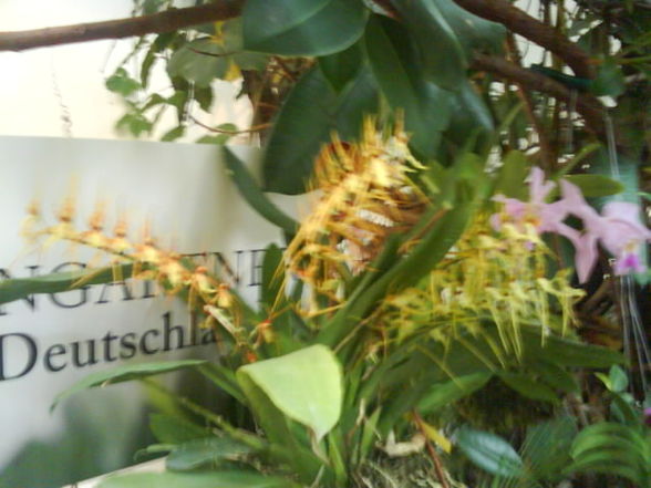 Orchideenausstöllung - 