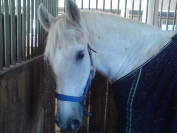 My Horse - 