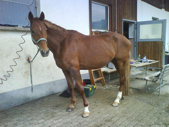 My Horse - 