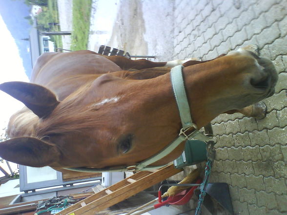 My Horse - 