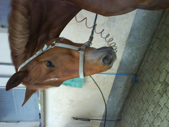 My Horse - 