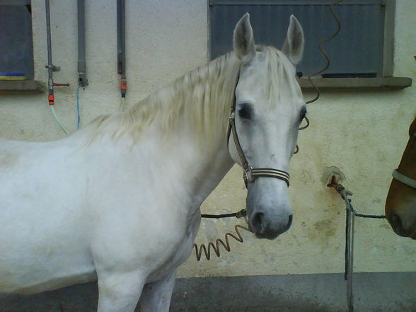 My Horse - 