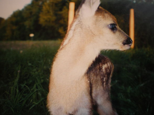 Einfach Tierisch!!! - 