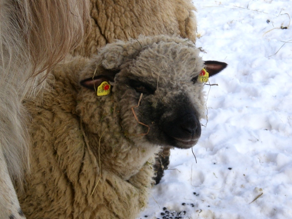 hochsteinalm 2008-01-03 - 