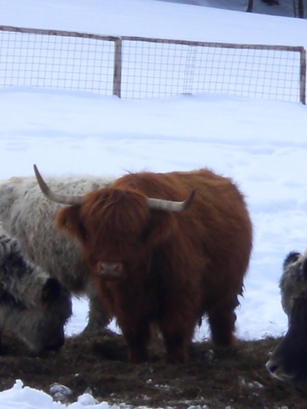 hochsteinalm 2008-01-03 - 