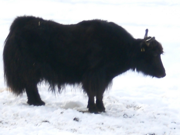 hochsteinalm 2008-01-03 - 