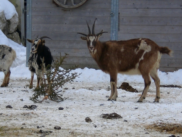 hochsteinalm 2008-01-03 - 