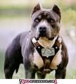 Pit Bull - 