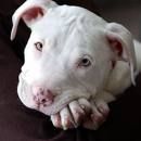 Pit Bull - 