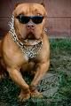 Pit Bull - 