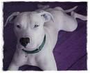 Pit Bull 2 - 