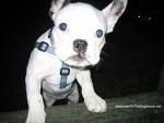 Pit Bull 2 - 