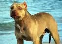 Pit Bull 2 - 