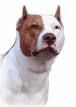 Pit Bull 2 - 