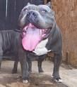 Pit Bull 2 - 