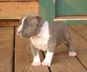 Pit Bull 2 - 