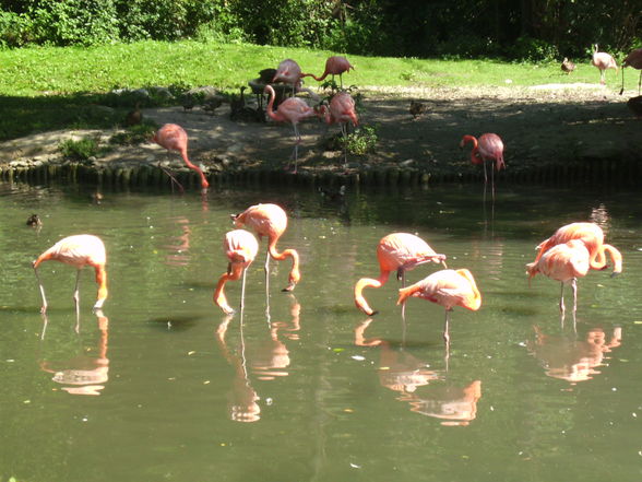 Tierpark Schmiding - 