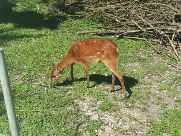 Tierpark Schmiding - 