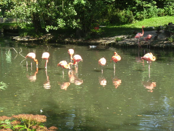 Tierpark Schmiding - 