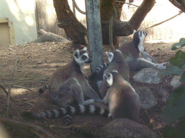 Tierpark Schmiding - 