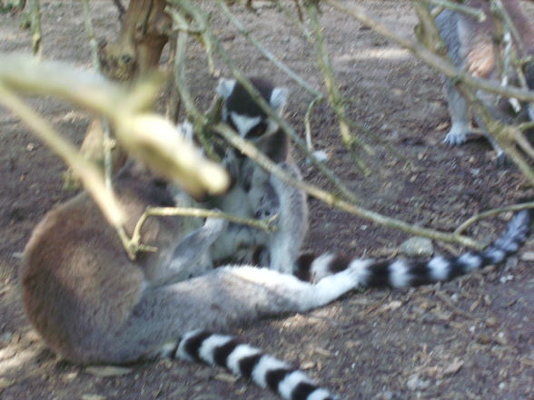 Tierpark Schmiding - 