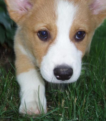 Charlie... my Corgi! - 