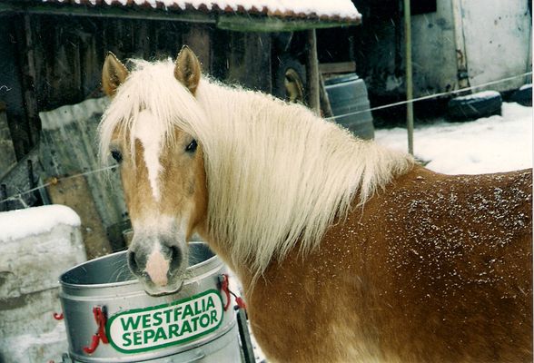 Meine Tiere - 