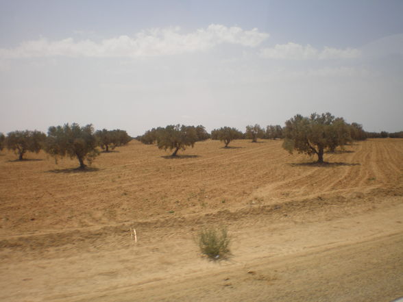 Djerba August 2008 - 