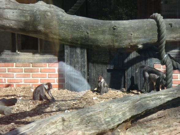 Zoo Schmiding - 