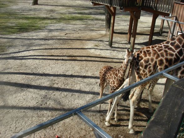 Zoo Schmiding - 