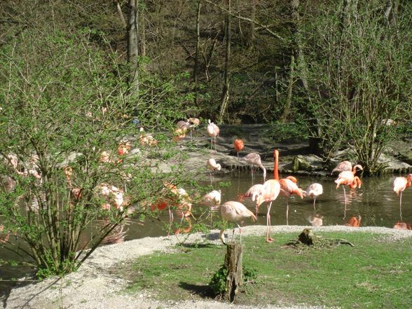 Zoo Schmiding - 