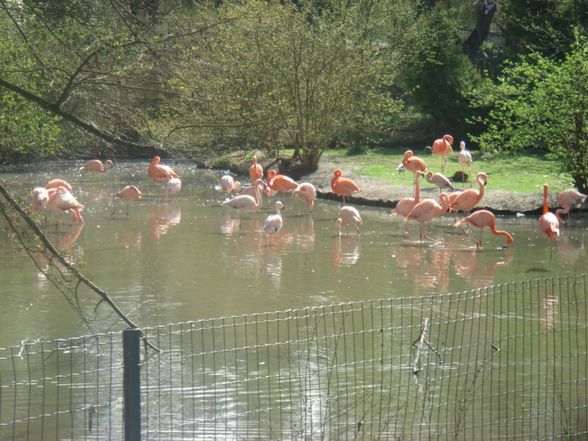 Zoo Schmiding - 