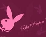 bunny´s - 