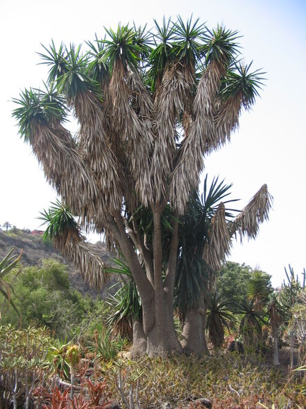 Gran Canaria 2008 - 