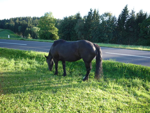 Jara, Trixi, Lucky und Co - 