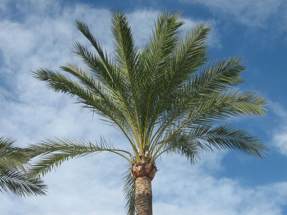 In Mallorca di geilst zeit überhaupt - 