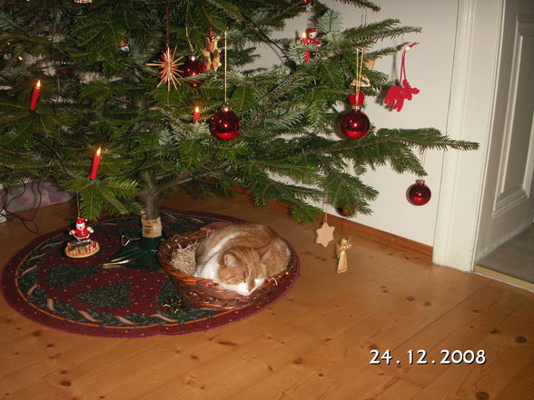 Weihnachten und Silvester 2008 - 