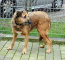 Hunde - 